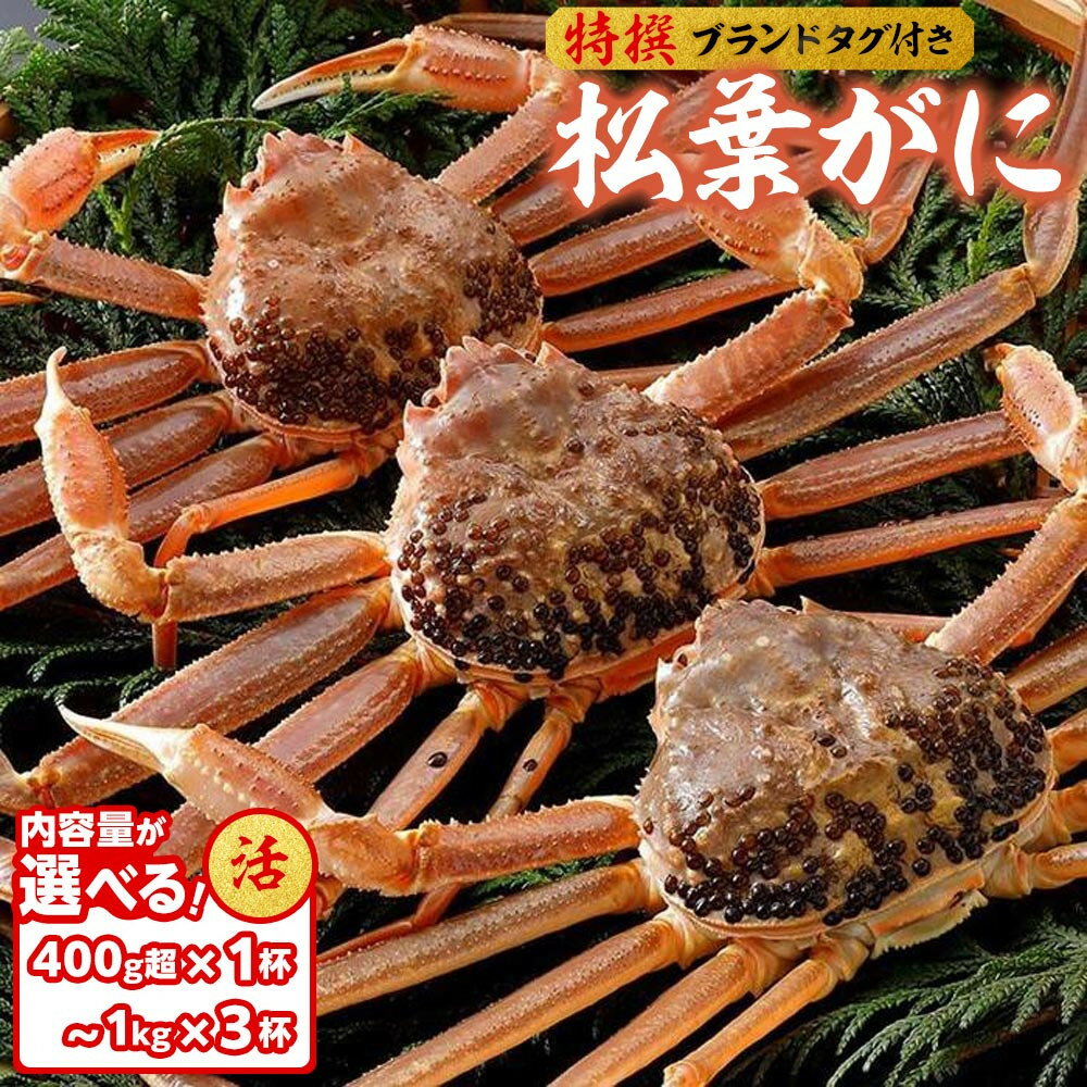 【ふるさと納税】内容量が選べる【活】≪2025年11月発送≫ 特撰 松葉がに【ブランドタグ付き】 400g超×1杯～1kg×3杯 | 松葉ガニ 松葉がに かに 蟹 鳥カニ味噌 みそ 鳥取県産 特撰 活 タグ付き 新鮮 鳥取県 北栄町 おすすめ 人気