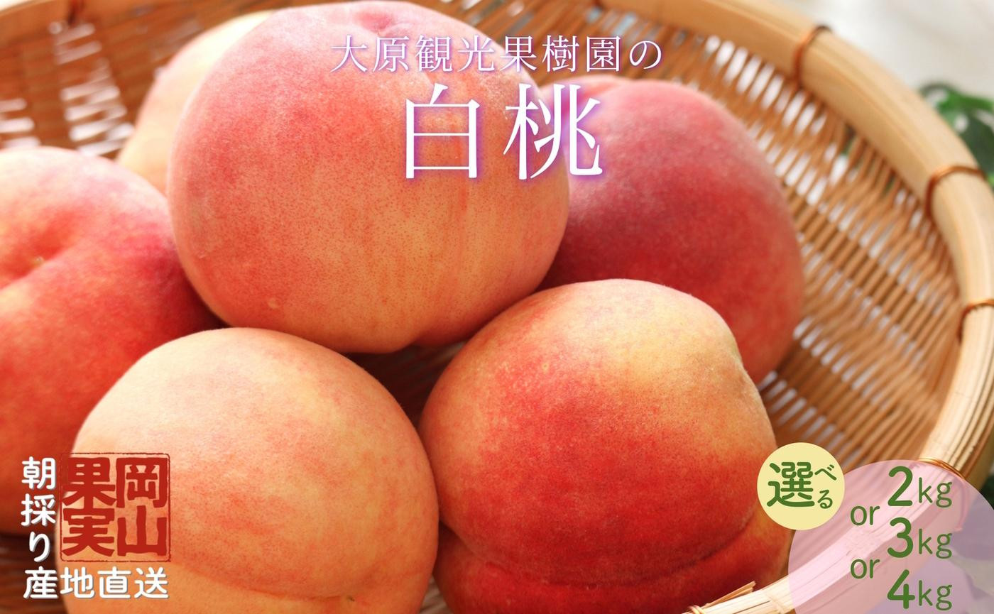 
            ＜選べる容量＞【2025年先行予約】［大原観光果樹園］岡山県産 旬の朝採れ白桃
          