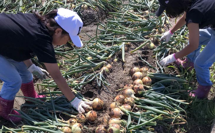 ★淡路島玉ねぎ 子供達も大好き!! あま～い玉ちゃん10kg★