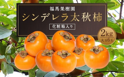 シンデレラ 太秋柿 化粧箱入り 大玉 6玉 約2kg 【2026年11月上旬-2027年1月上旬発送予定】