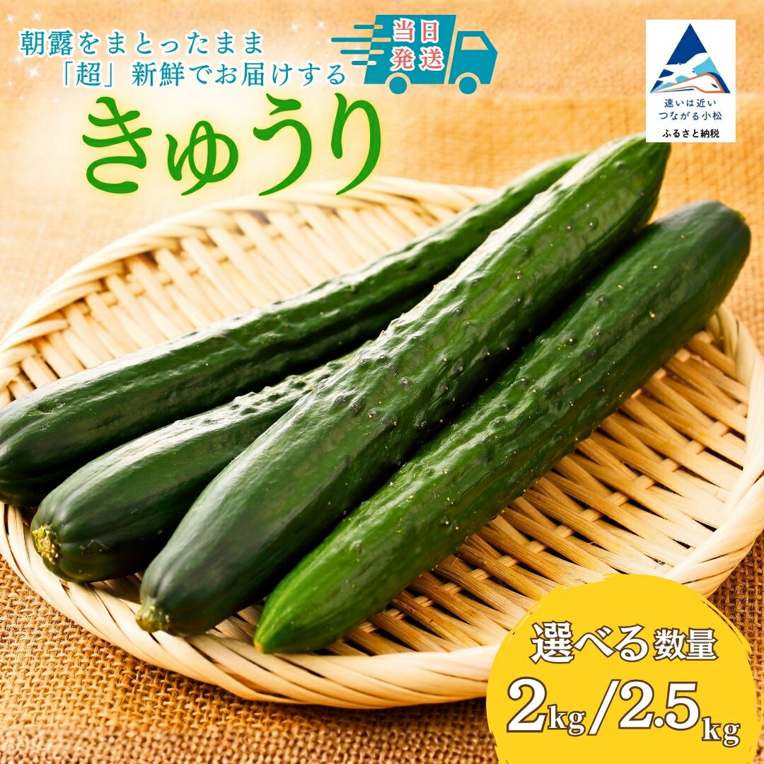 【ふるさと納税】【先行予約】きゅうり 選べる 2kg (20本以上) / 2.5kg (25本以上) キュウリ 野菜 | 石川県 小松市 JAあぐり 006038