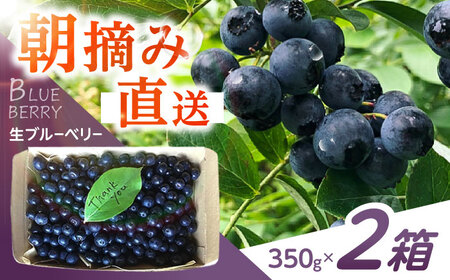 ※【2026年7月下旬より順次発送／先行予約】朝摘みブルーベリー 350g×2箱 / ブルーベリー 生 ジュース 摘みたて フレッシュ フルーツ / 諫早市 / のんびり山  [AHBA001]