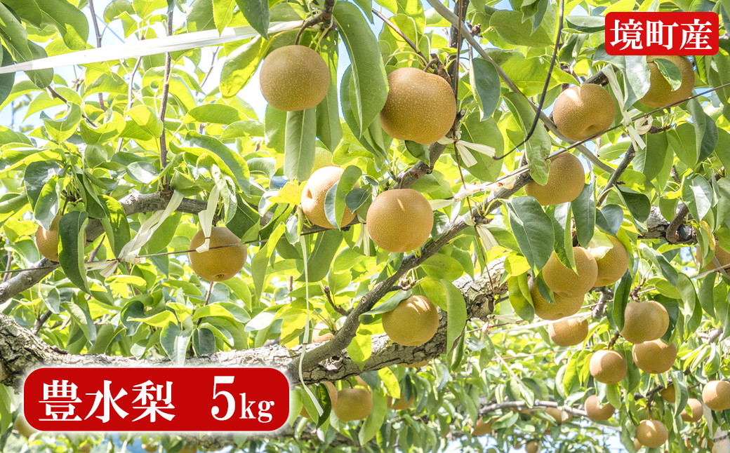 
            【豊水】さかいの豊水梨 5kg (限定230箱) S122
          