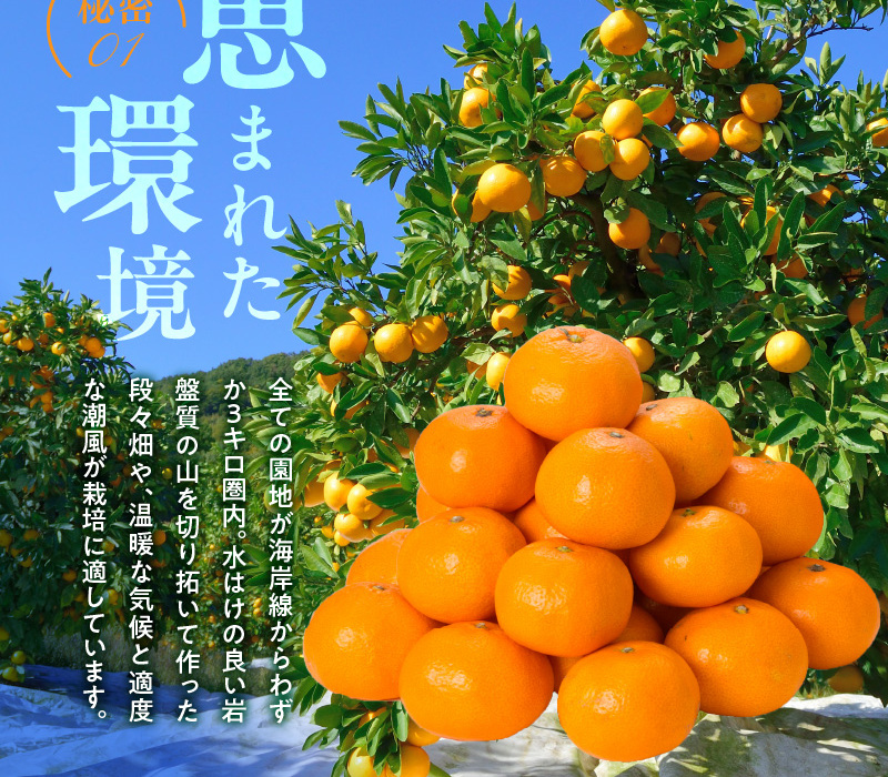 V7451_田村みかん／5kg秀品【大玉サイズ】/ 紀州和歌山有田郡湯浅町田村地区産 / 最高級プレミアムブランドの田村ミカン 
/ 紀伊国屋文左衛門本舗(お届け日指定不可)_イメージ3