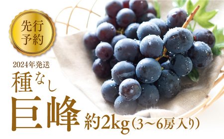 ぶどう 先行予約 種なし 巨峰 約 2kg 箱3～6房入り 巨峰種無し フルーツ 果物 旬 ブドウ 葡萄 おやつ 信州 長野県 長野市 2025年 秋発送