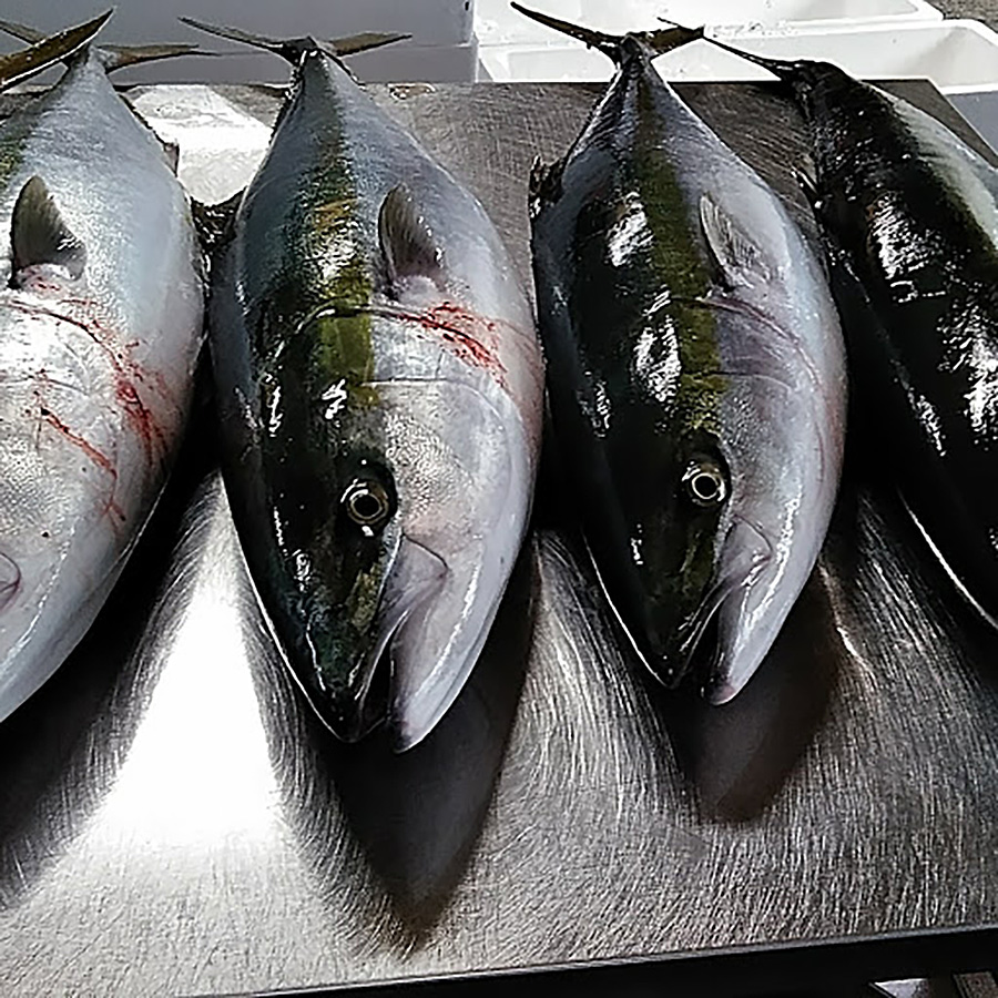 ＜浜浦水産＞汐ぶり4切セット