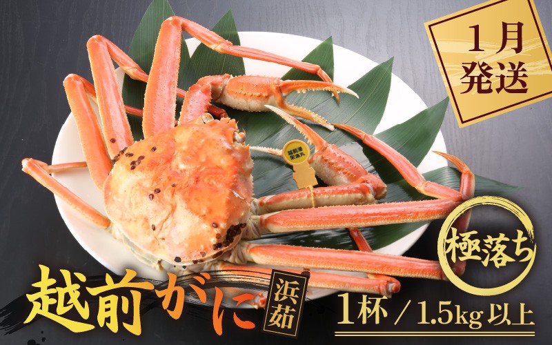 
            ≪浜茹で≫越前がに 極落ち（生で1.5kg以上） × 1杯【雄 ズワイガニ 越前ガニ 姿 ボイル 冷蔵 かに カニ 蟹 福井県】【1月発送分】希望日指定可 備考欄にメールアドレスをご記入ください [e43-x014_01]
          