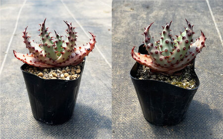 実生アロエ Aloe marlothii 5株 長与町/アグリューム [EAI110]  観葉植物 多肉植物 苗 植物 アロエ あろえ インテリア