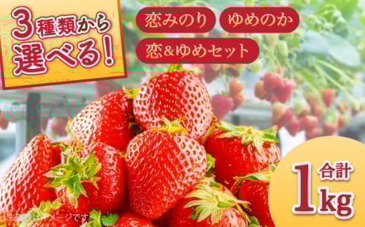 【2026年1月～発送】 いちご ゆめのか 250g × 4パック / ゆめのか こいみのり いちご イチゴ 苺 果物 イチゴ フルーツ いちご イチゴ / 南島原市 / JA島原雲仙東南部基幹センター[SAC008]