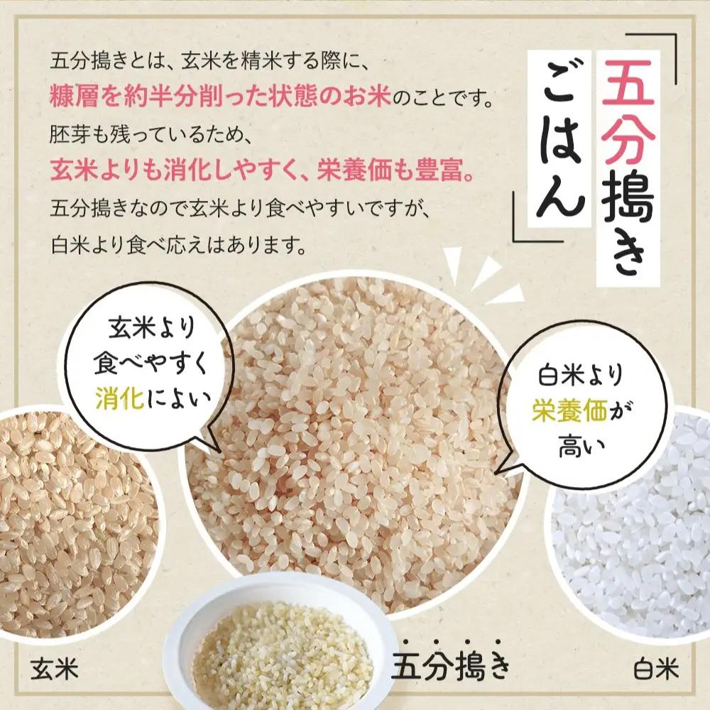 パックご飯 150ｇ×20個 奈良ひのひかり 五分搗きごはん  米農家直送 葛城市【ishi001A】