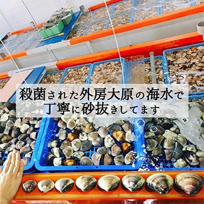 天然はまぐり約1.5kg (千葉県産)【配送不可地域：離島・沖縄県】