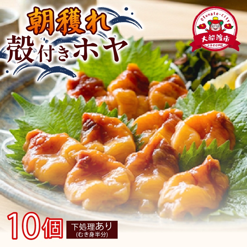 大船渡産 冷蔵 活ホヤ 10個 [下処理あり] 産地直送 朝どれ ほや 海鞘 海産物 海鮮 魚介 魚介類 珍味 大船渡 被災 災害 三陸 岩手県 国産