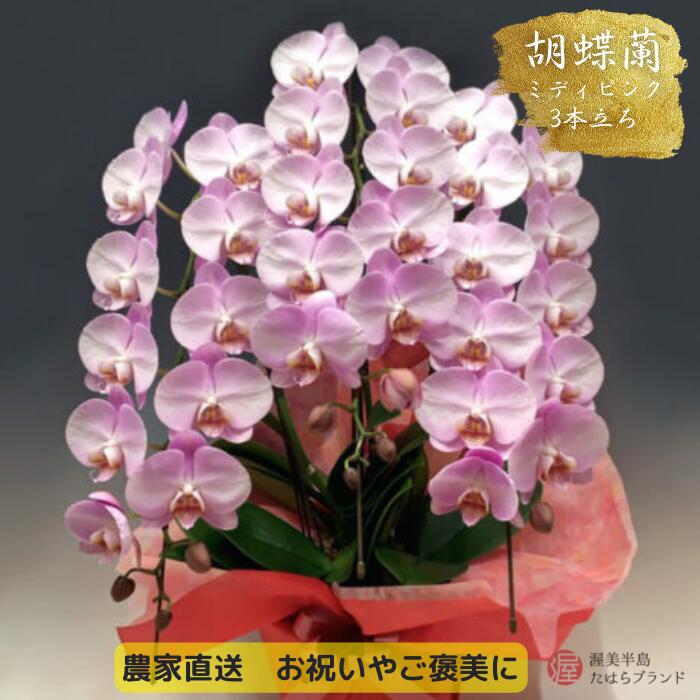 【ふるさと納税】高評価☆4.8 胡蝶蘭 ミディ 中村洋ラン ピンク 3本立ち (25輪〜30輪) 陶器鉢寄せ植え ギフト 鉢花 蘭 プレゼント 洋ラン 生花 お花 お祝い 開店祝い 就任祝い 冠婚葬祭 蘭 母の日 新築祝い 記念日 ギフト 贈り物