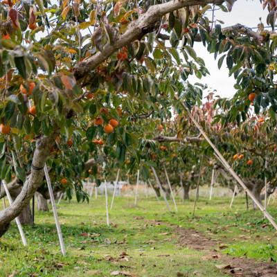 ふるさと納税 瑞穂市 【訳あり・キズあり】岐阜県瑞穂市産 富有柿 |  | 03