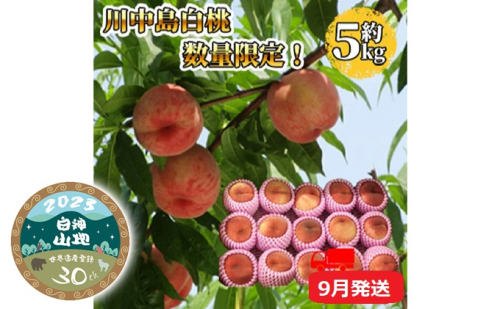 【9月配送】桃（川中島白桃）約5kg【青森県津軽産】 果物 フルーツ デザート 食後 おやつ 国産 深い甘味 日持ちが良い 青森県産 国産フルーツ 国産果物