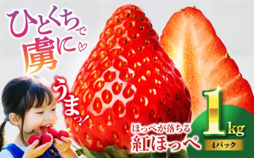 いちご【2027年1月中旬から順次発送】いちご 紅ほっぺ（M～3L）×4パック 約1kg イチゴ 苺 いちご好き 苺好き いちごづくし 苺づくし スイーツ いちご ichigo strawberry 愛媛 いちご 苺 大洲市/沢井青果有限会社 [AGBN054] 果物 くだもの フルーツ ichigo strawberry