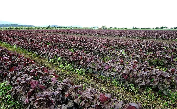 農薬不使用のシソ葉を使用した【 シソジュース 】1L×6本 セット 箱入り 飲料 野菜飲料 飲み物 水分補給 ポリフェノール 濃厚 飲みやすい 甘さ控えめ ストレートジュース [有限会社サンユー農産]