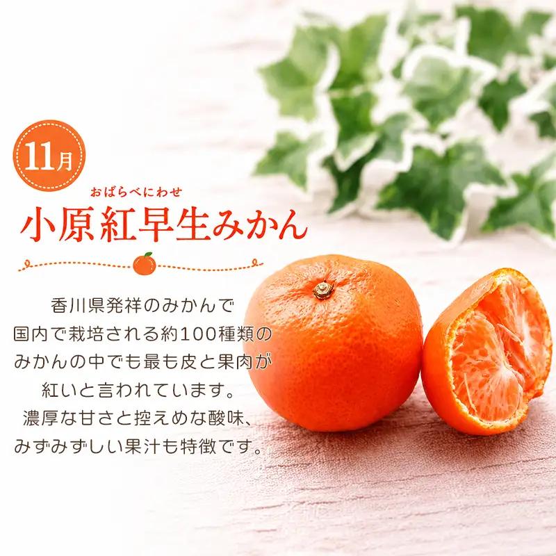 【定期便3回】 苺 いちご みかん キウイ 香緑