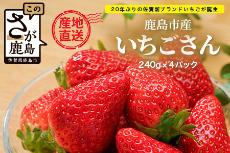 いちごさん 240g×4P★1週間以内発送★【生産者直送】ふるさと納税 いちご イチゴ 苺 果物 フルーツ 旬 贈答用 お取り寄せ ギフト ふるさと 人気 佐賀県 鹿島市 送料無料 【2026年2月頃～4月頃の発送予定】B-891