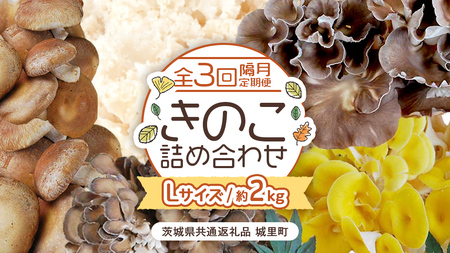 《 全３回 隔月定期便 》 きのこ の 詰め合わせ Lサイズ 約2kg （茨城県共通返礼品 城里町） 定期便 キノコ 舞茸 あわび茸 たもぎ茸 しいたけ 花びら茸 セット 鍋 炒め物 [CX010sa]