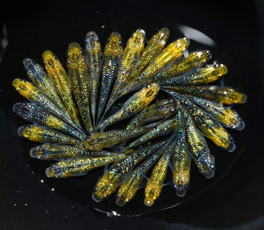 
                  夜桜 ゴールド オス ・ メス ランダム 20 匹 めだか 飼育 初心者 おすすめ 水槽 インテリア 生物 生体 趣味 室内 メダカ 元気なメダカ 黄色の体 ラメ 青ラメ 白ラメ  生魚 魚 めだか 生き物 いきもの 人気品種 厳選 鑑賞 鑑賞用 繁殖 綺麗 きれい 丈夫 育てやすい 美 国産 めだか メダカ プレゼント 贈答用 ギフト 品種 人気 送料無料 飼育初心者 静岡県 牧之原市 丸長
                