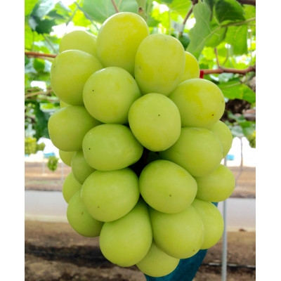 
                  【2027年発送】新鮮・朝採り!岡山県 吉備高原産シャインマスカット 2kg (3～4房入り)贈答品_シャインマスカット 2kg 朝採り 産地直送 ぶどう 贈答 ギフト 岡山県 津山市 送料無料【1700915】
                