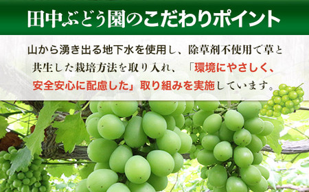 ＜2024年9月上旬頃から順次発送＞田中ぶどう園の厳選朝採りシャインマスカット＜約1.8～2.0kg（2～4房）＞※発送前のご連絡はできませんので、ご注意ください※