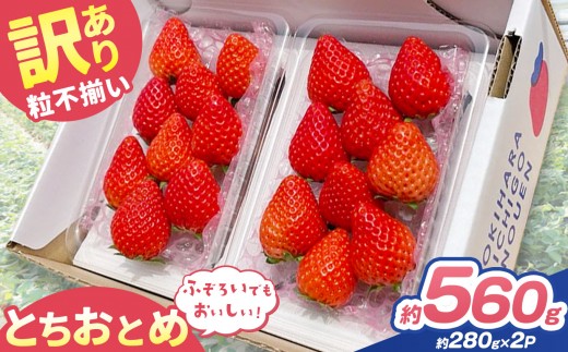 訳あり 粒不揃い とちおとめ 560g (280g×2P) | 栃木県 矢板市 澳原いちご農園