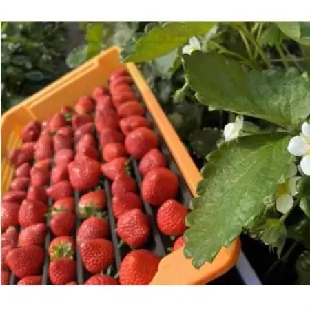 【先行受付】埼玉県限定品種あまりん(250g×4パック)約1000g【配送不可地域：離島】【1768016】