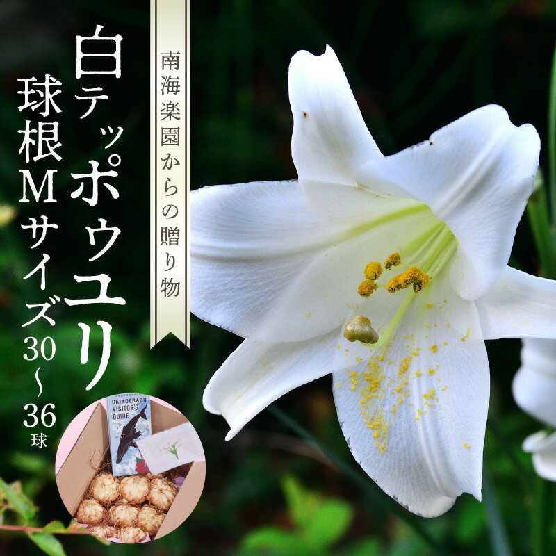 【ふるさと納税】ユリ えらぶ百合 国産 球根 Mサイズ 30球 ～ 36球 白 テッポウユリ 開花 6月頃 花言葉 純潔 威厳 沖永良部島 和泊町 シンボルフラワー お取り寄せ 花 フラワー ガーデニング 栽培 家庭菜園 送料無料