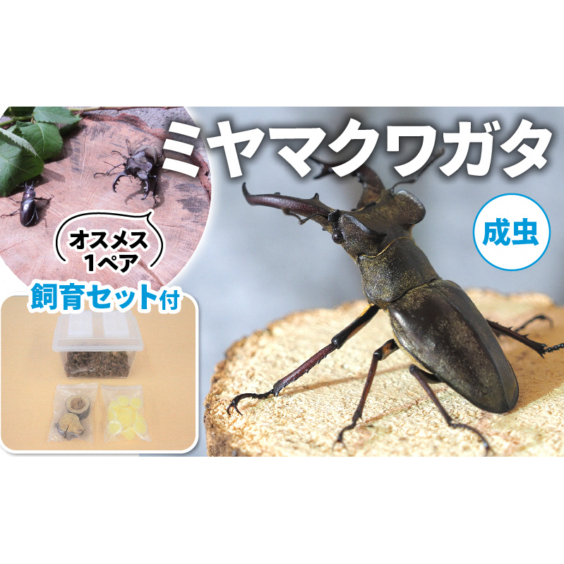 【配送期間は2026年6月下旬～8月上旬に随時配送】ミヤマクワガタ（成虫）オスメス１ペア飼育セット付 生き物 昆虫 男の子 子供 飼育観察 大型 夏休み 自由研究 自然 環境 学習 孫 プレゼント 