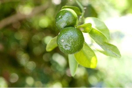 agri doひらみ檸檬ジャム3個入り　シークワーサー