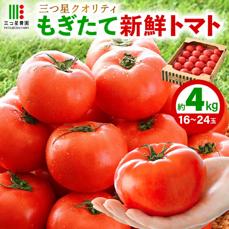 【ふるさと納税】 新鮮トマト 1ケース 約4kg (16～24玉入) ～三つ星クオリティ☆坂井の大自然が育てた、もぎたて新鮮トマト～【とまと トマト 野菜 生野菜 新鮮 リコピン ビタミン ダイエット 美容 美肌 産地直送 国産】