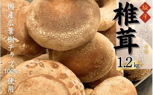 生しいたけ 約1.2kg 南紀串本から芳醇な香りをお届け！ 肉厚・栄養満点　生しいたけ 約1.2kg / 椎茸 しいたけ 菌床 きのこ 生しいたけ【ksh001】