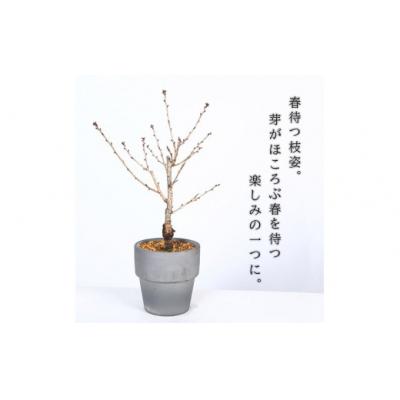 ふるさと納税 池田市  養庄園 御殿場桜盆栽 |  | 01