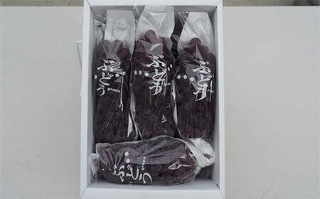 【令和6年産先行予約】 朝どりデラウェア 3箱 (1箱5房前後入り) 《令和6年7月中旬～》 『漆山果樹園』 デラウェア ぶどう 種なし 朝どり 新鮮 果物 フルーツ デザート 予約 山形県 南陽市 