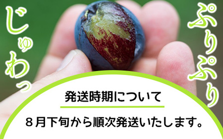 【先行予約】8月下旬発送開始！京都三和・丹波ぶどう＜マスカットベリーA・箱詰＞2kg ぶどう ぶどう ぶどう ぶどう ぶどう