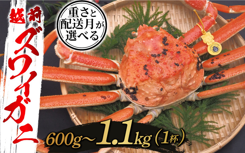 
            【選べる重さと配送月！】越前ズワイガニ 600g / 700g / 800g / 900g / 1kg / 1.1kg [F-10304] / ズワイガニ ずわいがに 蟹 カニ かに 海鮮 越前ガニ 60,000～130,000円 福井県鯖江市 
          