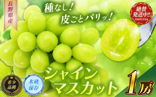 【2026年1月末まで発送してます♪♪】 【甘みが増す完熟 氷蔵保存】シャインマスカット１房【11月上旬より発送】| シャイン ぶどう 葡萄 ブドウ くだもの 果物 フルーツ マスカット 氷蔵保存 先行 先行予約 長野県 塩尻市