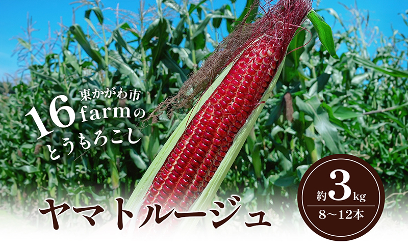 
            [№4631-2615]16farmのとうもろこし「ヤマトルージュ」約3kg（8～12本） とうもろこし 野菜 やさい 新鮮 東かがわ
          