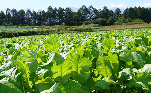 野沢菜漬姿詰3.5kg |新鮮な野沢菜 天日干し漬物 発酵 野沢菜産地 信州 長野県小海町
