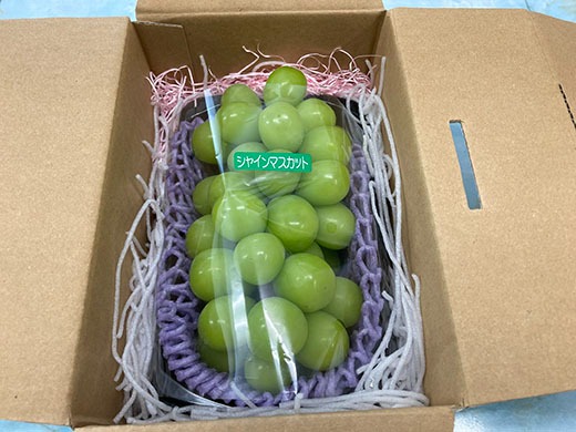 【2026年発送分 先行予約】シャインマスカット（１房） 600～800g シャイン マスカット ぶどう ブドウ 葡萄 １房 600g 700g 800g 家庭用 自宅用 個人用 １人用 フルーツ 果物 くだもの 山梨 やまなし 10000円