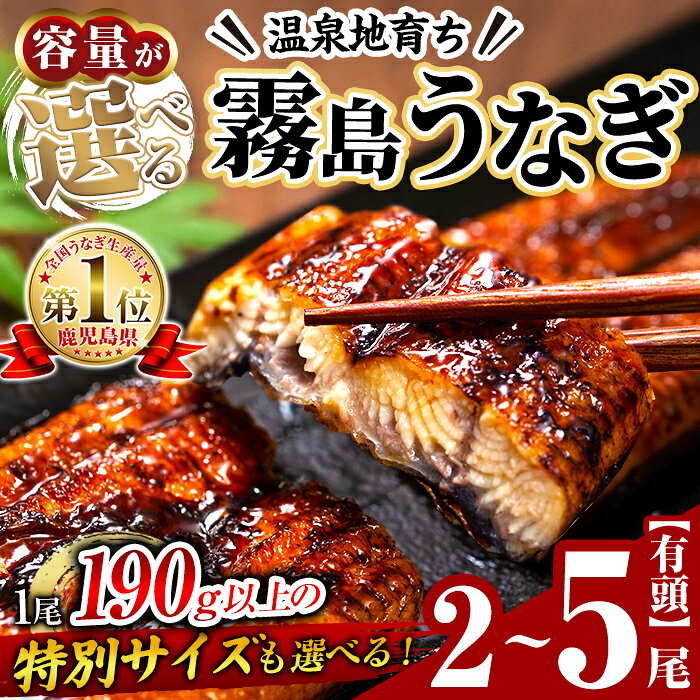 【ふるさと納税】＜容量が選べる＞霧島うなぎ蒲焼き 2尾or3尾or5尾 (冷凍) 鰻 ウナギ 蒲焼き 蒲焼 国産 特別サイズ 無投薬【田代水産】