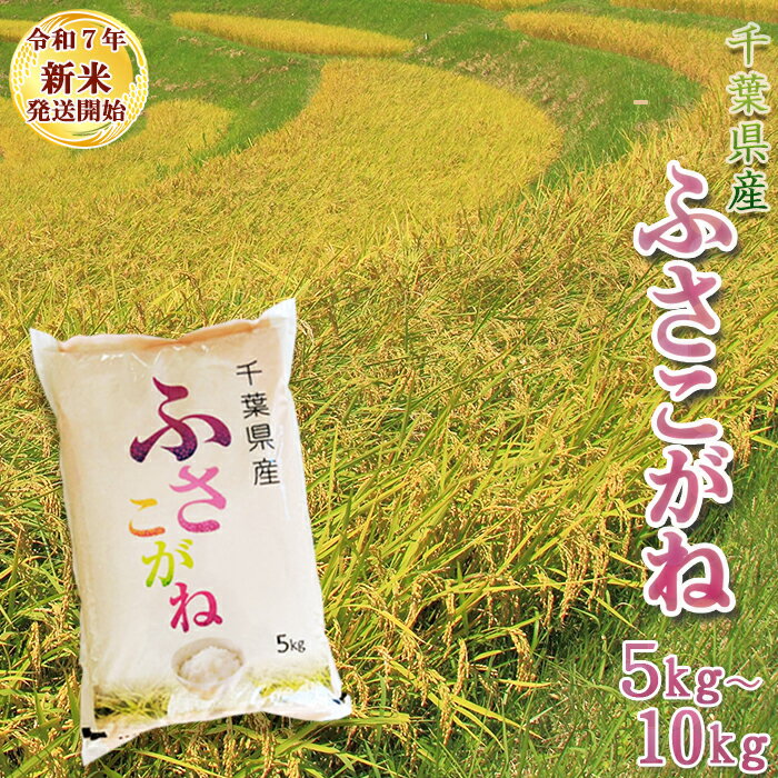 【ふるさと納税】《令和7年産 新米》【米屋新蔵】お米ソムリエ特選 千葉県産『ふさこがね』5kg／10kg　[0013-0049]