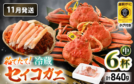 【先行予約】【冷蔵】旬のセイコガニ 中 6杯  計840g以上（茹で前【2025年11月上旬以降順次発送予定】）説明書付き 全て地物！ 天然！ ズワイガニメス [m21-x005_11]