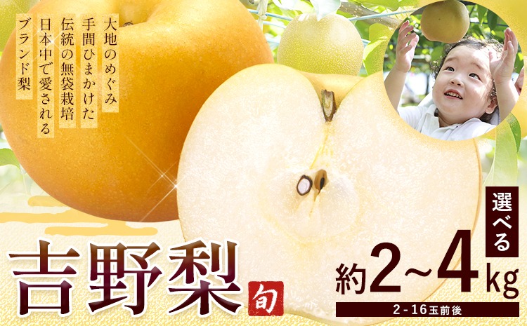 熊本県氷川町産 吉野梨 品種おまかせ 約2kg 約3kg 約4kg(2～16玉前後) 《8月上旬-9月末頃出荷予定》---hkw_cysnns_af8_25_7000_2kg---