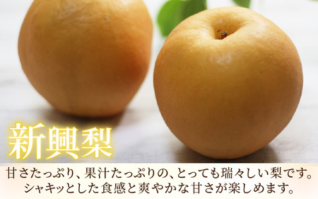 【先行予約】《数量限定》新興梨 9～10玉入 約5kg 歯ごたえ抜群！ もぎたて 新鮮 ／ 期間限定 果物 フルーツ 農家直送 お取り寄せ 新興 梨 なし 福井県 あわら市※2025年10月中旬より順