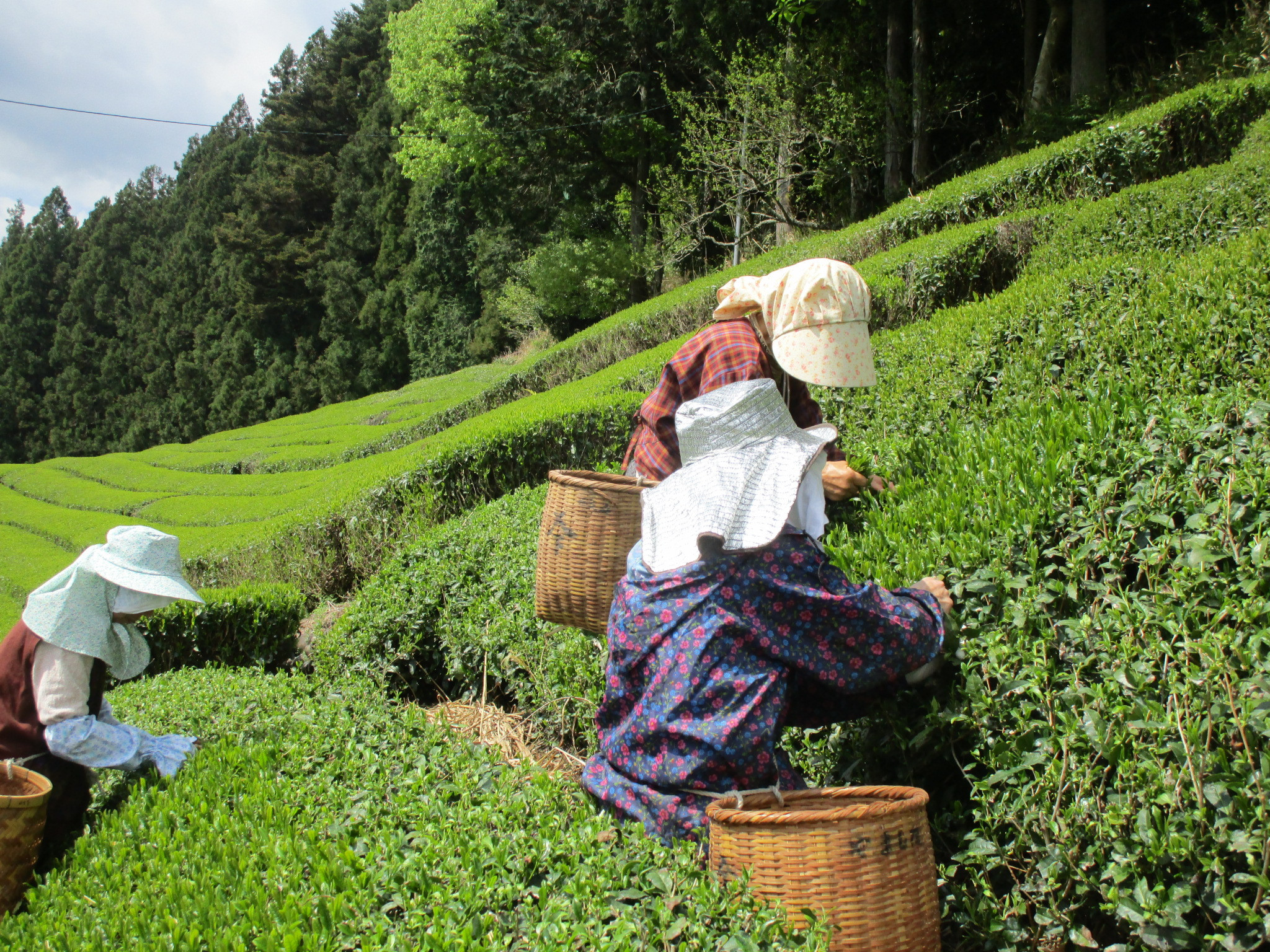 茶畑での作業風景