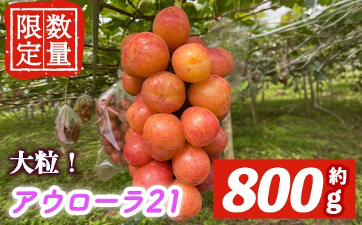 ＜先行予約受付中！2026年10月中旬以降順次発送＞ アウローラ21 1房 800g前後 アウローラ21 ぶどう ブドウ 葡萄 フルーツ 果物 くだもの デザート 期間限定 先行予約 【舟ヶ作ぶどう園】【ho1828】