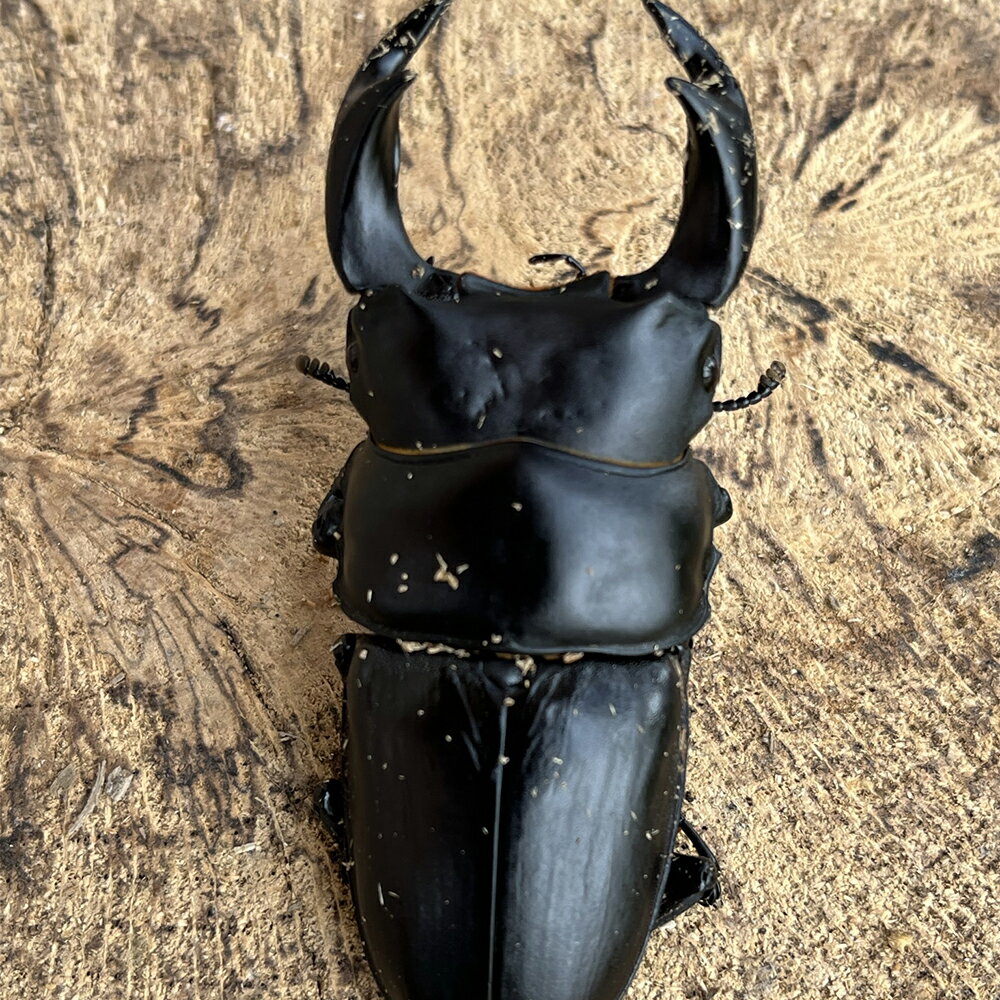 【ふるさと納税】国産 オオクワガタ オス・メス ペア 70mmUP 昆虫 生体 ♂ ♀ 時津町 長崎県 送料無料